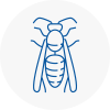 Runcorn Wasp Nest Removal